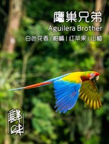 Four-flavored hand-made single product Costa Rica Eagles Nest Brothers Coffee Beans 227g Hanging Ears 5 Packs Freshly Baked