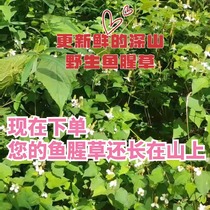 500g of wild Houttuynia cordata roots ready to be picked can be shipped fresh and can be dried to the required dryness