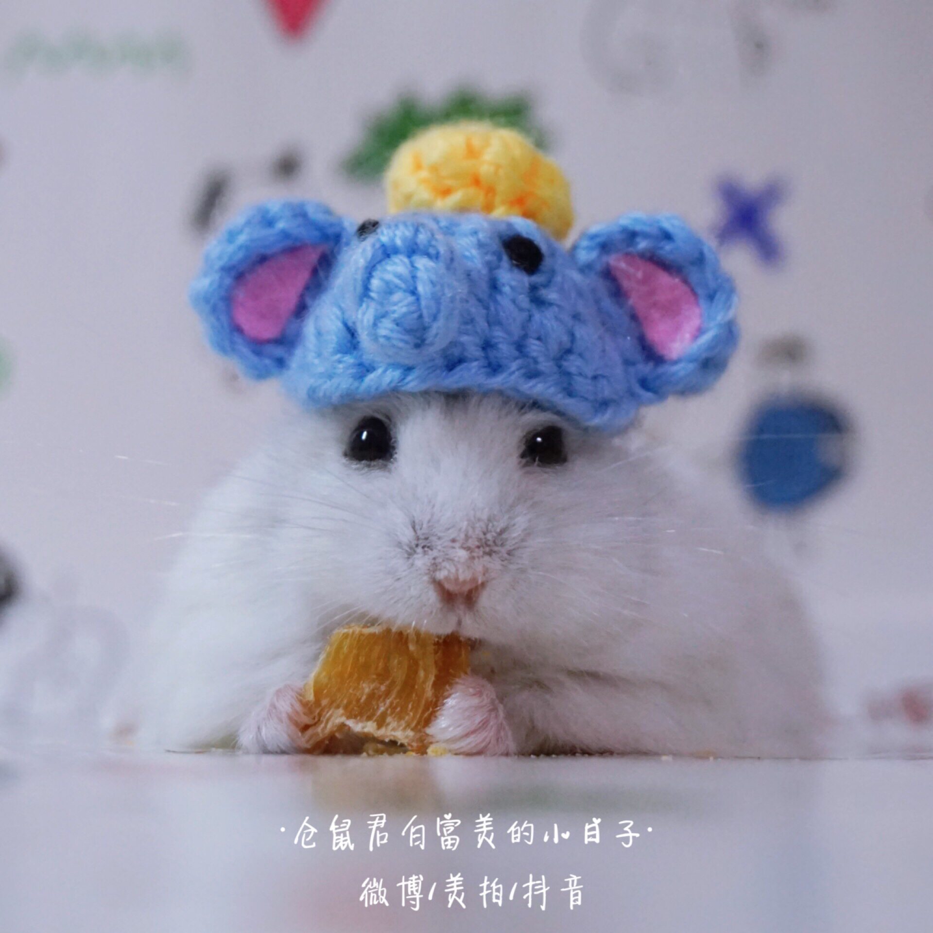 (Bai Fumei Xiaopo) Elephant hat Pet Hat Hamster Hat Golden Bear Tongxin Heart Rat Chinchand Guinea Pig Photo