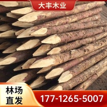 Pine piles larch fir piles piling wood river engineering management slope protection flood control foundation greening support poles