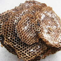 Wild wasp nest wild hive honeycomb wild hive wasp nest wasp nest wasp nest wasp nest wasp nest wasp nest wasp nest wasp nest wasp nest