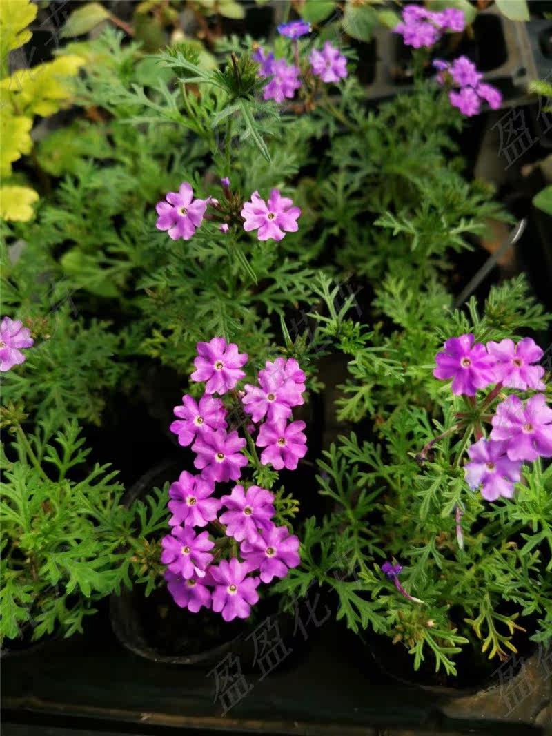盈盈花卉多年生宿根性觀花美女櫻紫色耐寒耐熱好養