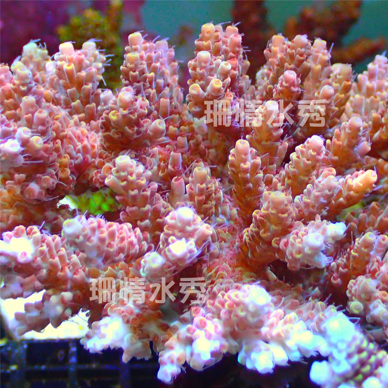 赤珊瑚の原木 その3 F48』赤珊瑚 原木 約21cmx13cm サンゴ 枝 