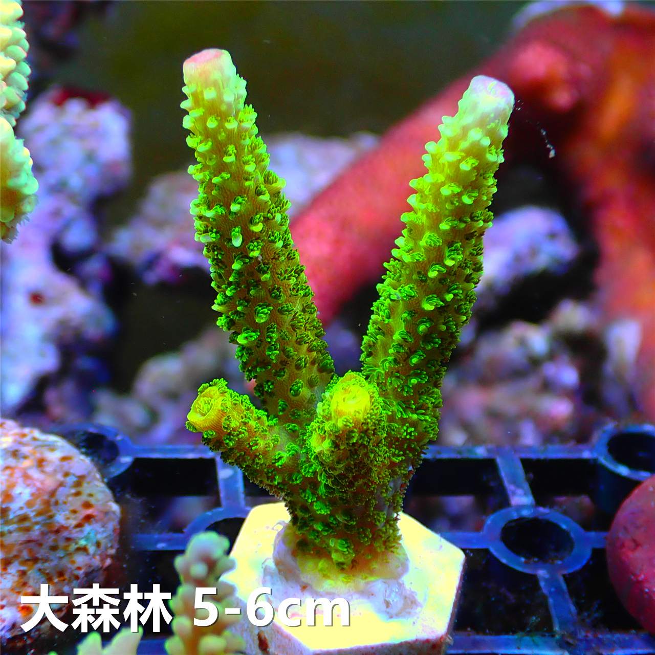 硬骨珊瑚图选：SPS珊瑚如何点亮你的海水缸？-其它水族宠物-淘宝