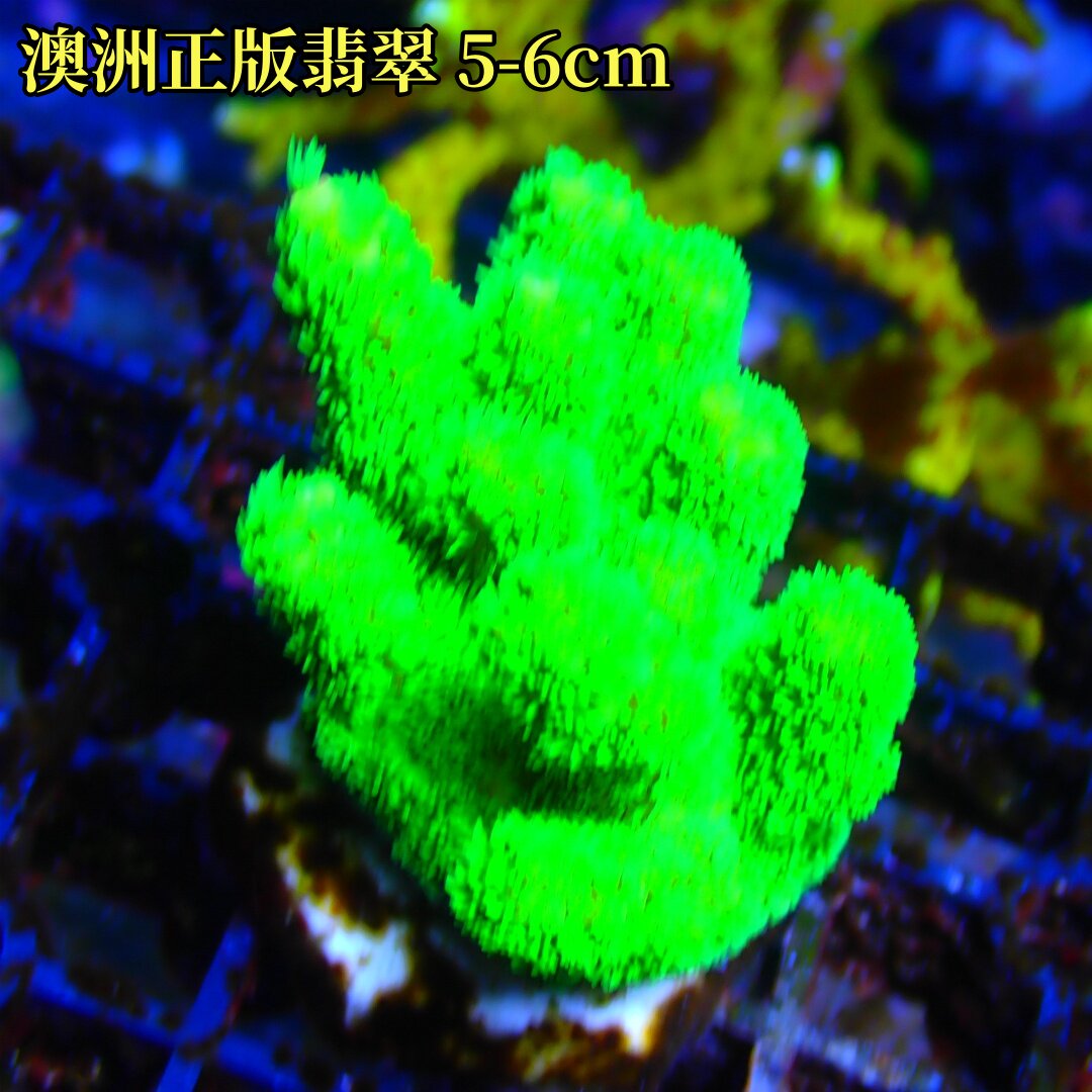 珊瑚翡翠　梅 宝石珊瑚のSANSUI ピンク サンゴ 深海 珊瑚 ピアス K18 18金 イエロー