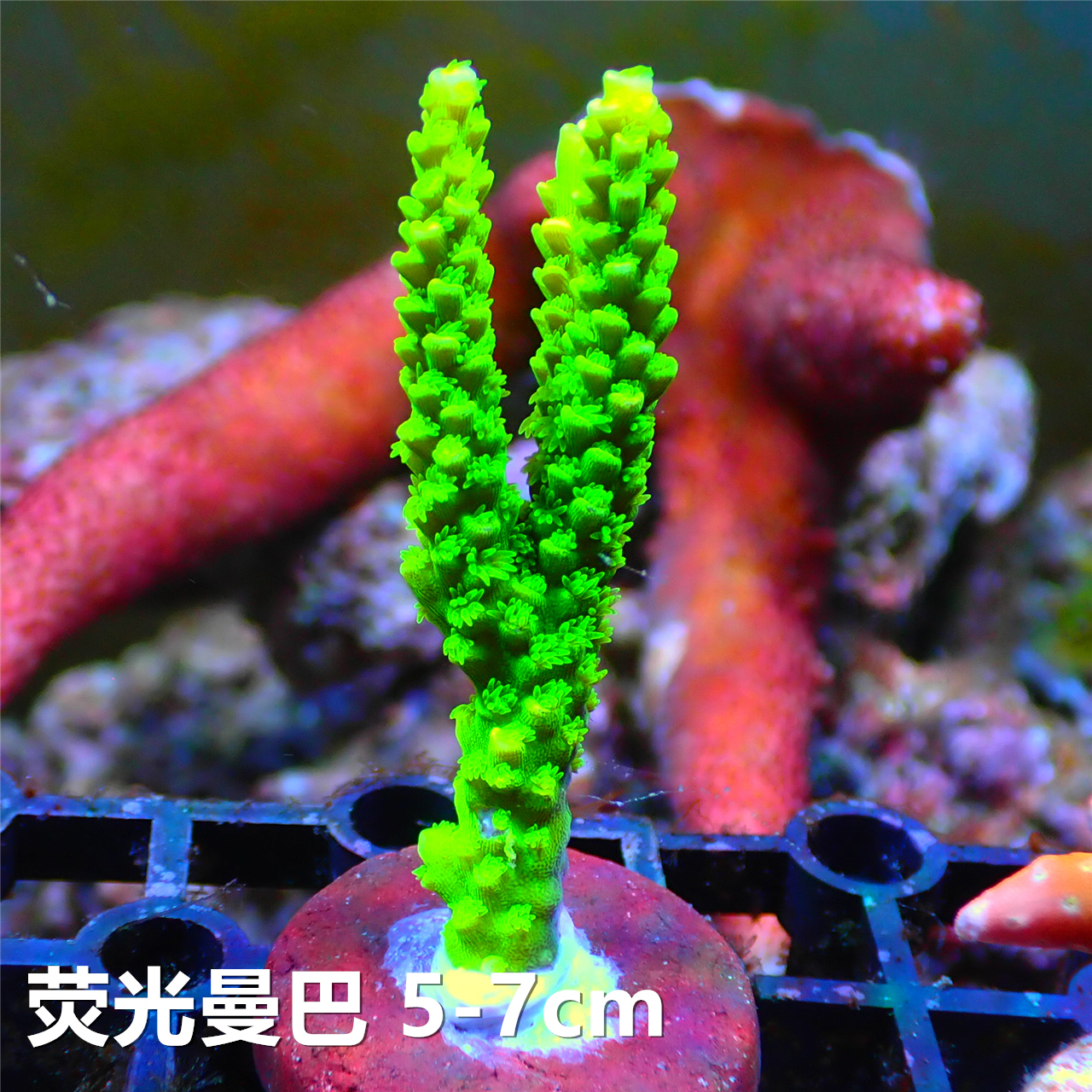 硬骨珊瑚图选：SPS珊瑚如何点亮你的海水缸？-其它水族宠物-淘宝