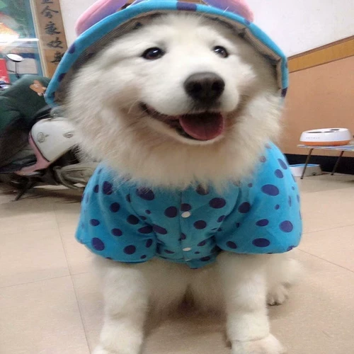 Большая одежда для собак золотисто -ретривер Самои с собаками собаки собаки осень и зимняя хлопчатобумажная одежда новая бесплатная доставка милая