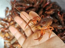 Freshwater crayfish seedlings artificial fresh deep water area breeding green and red shrimp seedlings aquatic products refrigerated special car sent to Tangkou