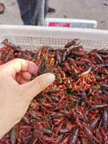 Crayfish seedlings young red shrimp seedlings holding egg seeds fresh live fresh water culture provide technology starting at 50kg
