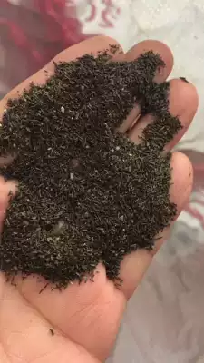 Bitter grass pure seed shrimp crab fish pond breeding special high temperature water plant oxygen purification water quality pole leek