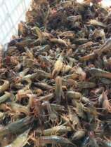 Spring freshwater crayfish seedlings green seedlings shrimp seedlings breeding live fish tank bag survival rate special car sent to Tangkou