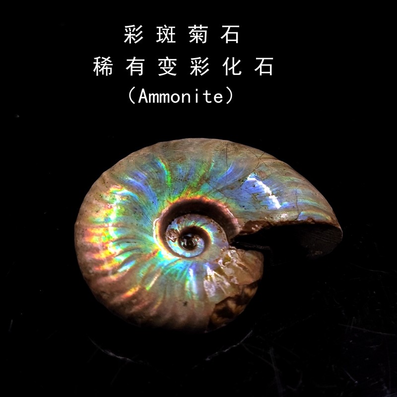 Natural Madagascar paleontological fossil colorful chrysanthemum grouper color snail leaf ammonite children's geological science specimen