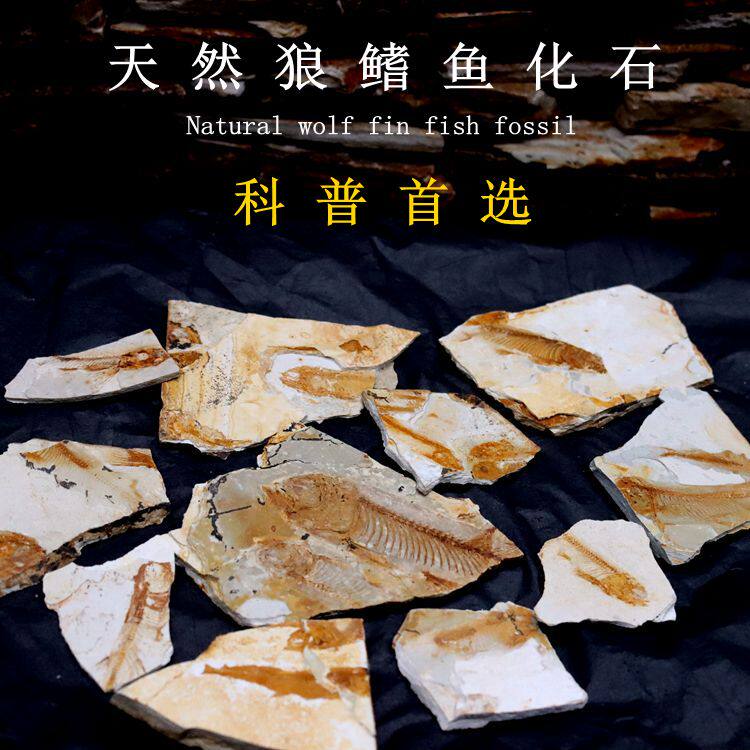 Natural Liaoxi wolffin fish fossil rough paleontological fossil trilobite fossil geological science teaching specimen