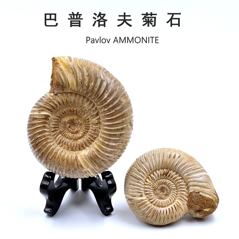 Natural Bapulov Chrysanthemum Stone Ancient Bio Fossil Chamomile Fossil Pendulum kop Children's science teaching specimens