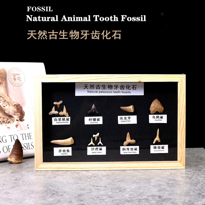 Natural Child Ancient Biological Teeth Fossil Original Stone Specimen Giant Tooth Shark Tooth Fossil Kop Teaching Specimen