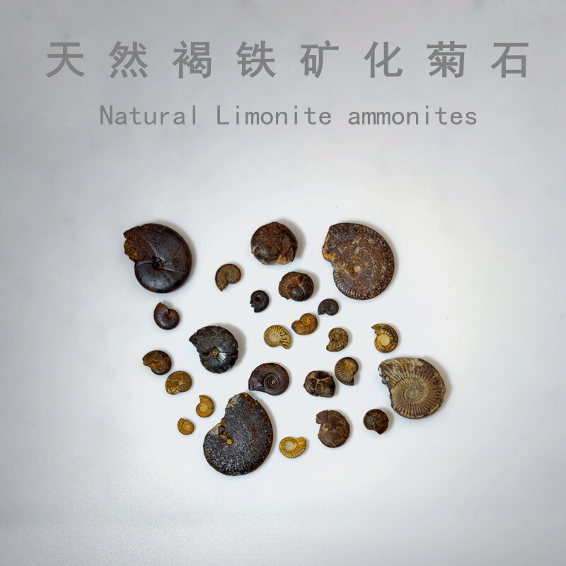 Moroccan natural inulin fossil brown iron mineralisation Chrysanthemum Petrochemicals Stone Raw Stone Teaching Kop Specimens Palaeobiofossils