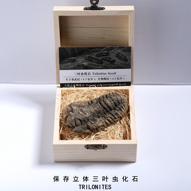 Natural Moroccan head digger trilobite paleontological fossil cryptocephaly original stone children's science specimen collection