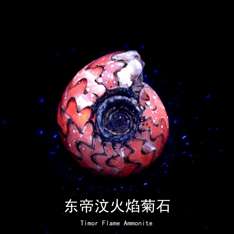 Cretaceous East Timor Flame Ammonite Fluorescent Fossil Mineral Geological Science Educational Specimen Collection Display Item