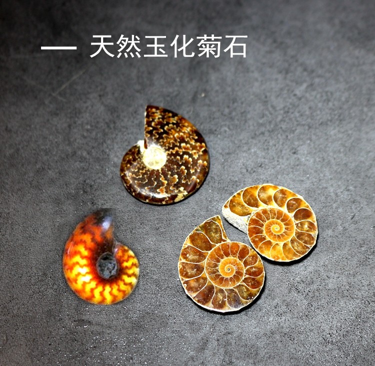 Paleontological fossil specimens Madagascar fossil speckled snail fossil leaf chrysanthemum petrified stone specimens Teaching specimens