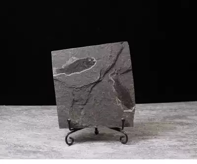 Natural paleontological fossils Xiangxiang fish fossils Original stone strange stone specimen ornaments Fossils