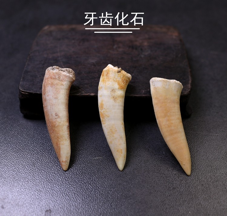 Natural spear-toothed fish tooth fossil original stone specimen paleontological animal tooth fossil geological science teaching specimen