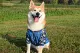 Nhãn hiệu trang phục chó thủy thủ mùa thu mới áo khoác bóng chày chó Shiba Inu Keji Husky quần áo chó - Quần áo & phụ kiện thú cưng