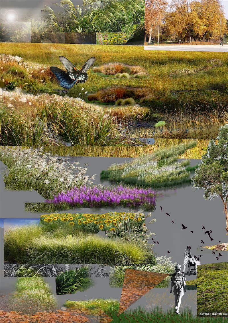 PSD滨河水生植物芦苇芒草荷花睡莲丨