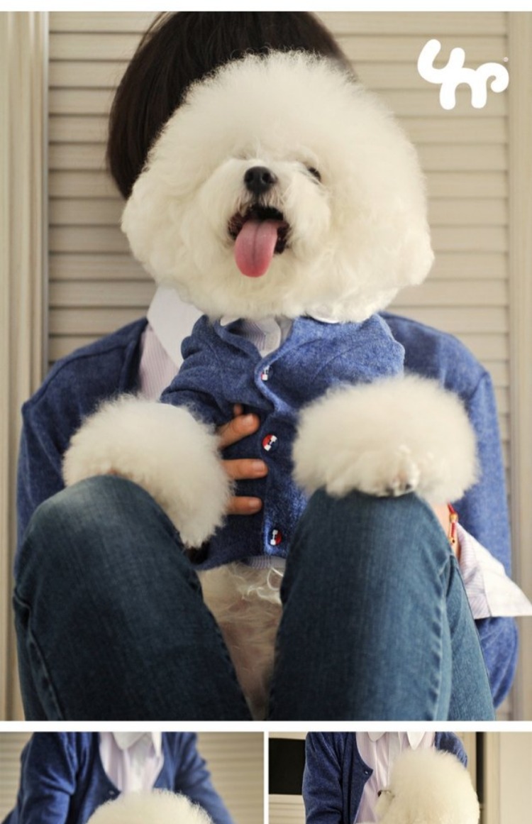 người phụ thuộc kho báu nóng vật nuôi quần áo quần áo Teddy Bichon quanh cổ áo len dài tay màu xanh áo nịt áo khoác chó Hàn Quốc - Quần áo & phụ kiện thú cưng nón cho mèo