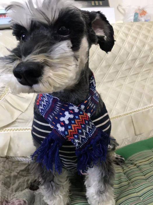 Ou single strong goods various styles of pet cap plus scarf dog cat small decorative hat second bomb