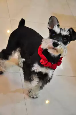 Export single harrybarker Jingle Bell Dog Collar Christmas Bell pet Collar