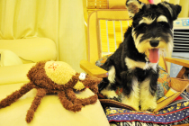 Outside single wonderful pet toys fleas that dogs have to knock down Pet toys plush sound 0242