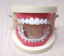 Cosmetic Dentistry Veneered Training Model Oral Model Full Mouth Model Teaching Practice Tooth Model 