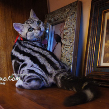 cat o cfa american shorthair cat short silver tabby cat female cat