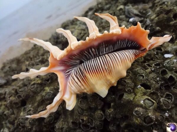 Scorpion Snail 8-10cm Pendulum fish tank Water ethnic decoration Sea Snail Shell Coral Wholesale Manufacturer Direct