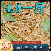 Bread Worm Live Worm Yellow Pink Worm Live Worm Barley Insect Living Hamster Scorpion Ugli Turtle Fish Octoguinea Bird Feed