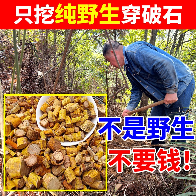 Wild Pernodora Graminea (Haijinsha), Genuine Chinese Medicinal Herbs, Chicken Gizzard Powder, Sea Gold Grass, Chicken Gizzard, Sanjin Decoction Wild Pernodora Graminea (Haijinsha), Genuine Chinese Medicinal Herbs, Chicken Gizzard Powder, Sea Gold Grass, Chicken Gizzard, Sanjin Decoction