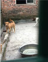  013 B30-01 Doudou(Not for sale for display only)