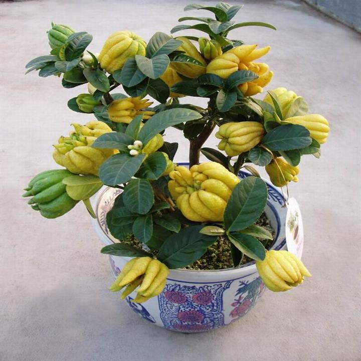室内盆栽花卉观果植物 佛手苗金佛手苗 大苗当年接果子 绿植礼品
