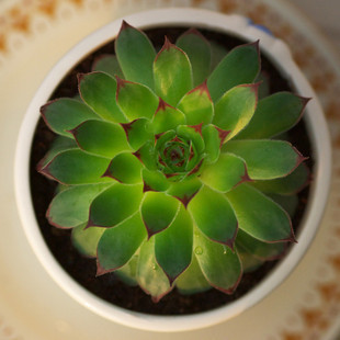 花卉仙人掌及多肉类植物*防幅射小植物观音莲 净化空气桌面绿植