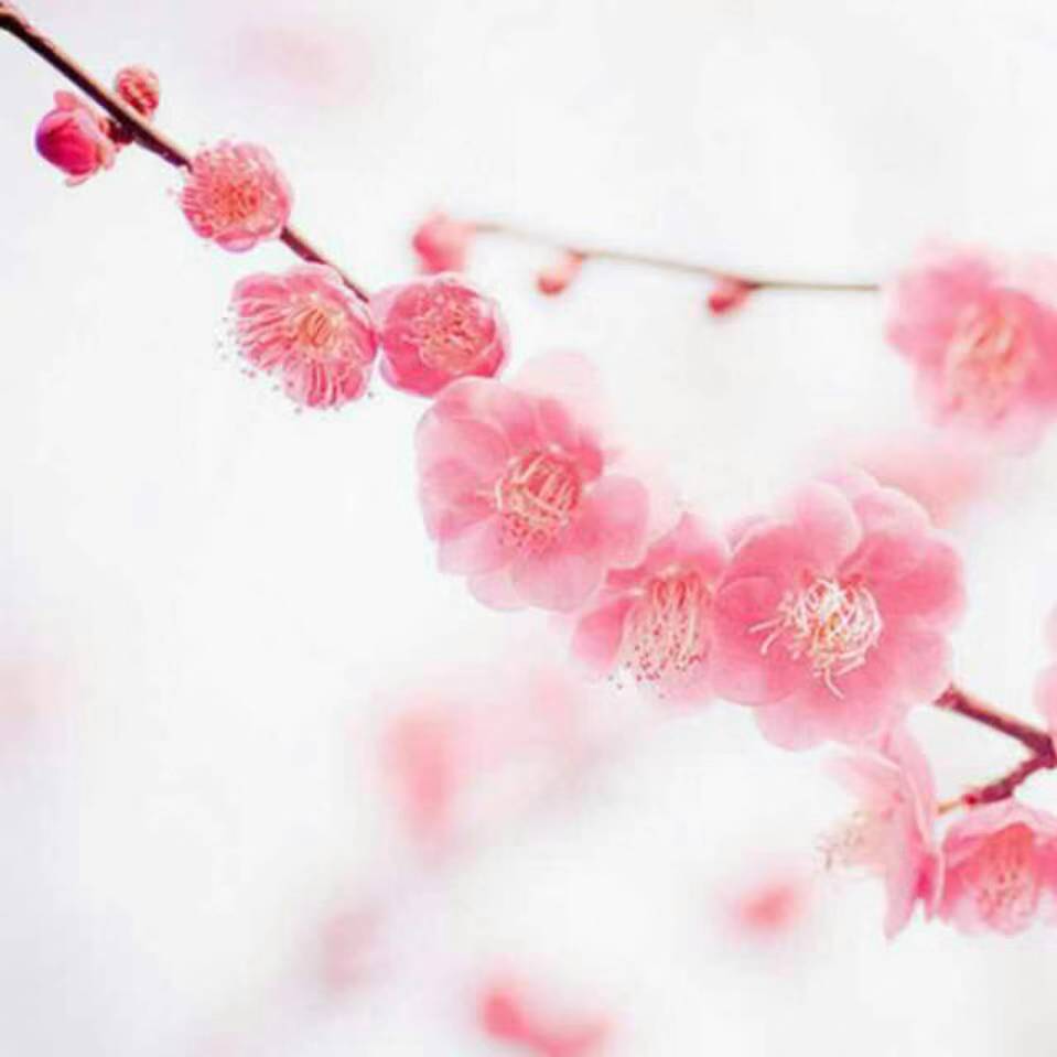 红精灵生活馆