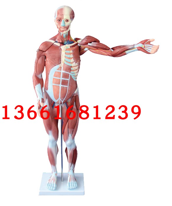 人体肌肉解剖模型 医学人体肌肉组织模型80cm 仿真人体肌肉模型