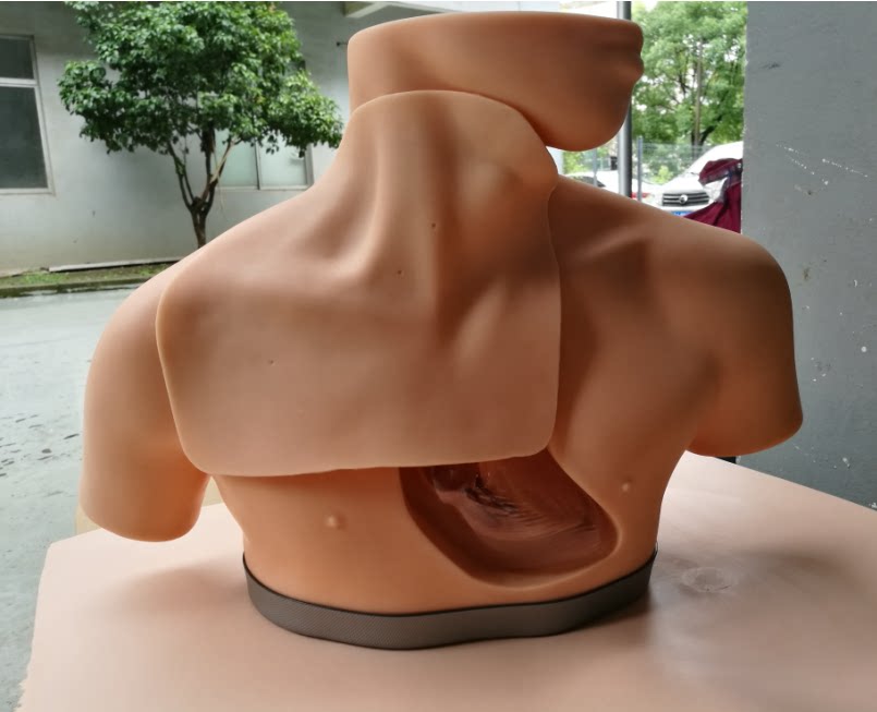 肠外营养护理模型中心静脉置管模拟人骨骼血管心脏解剖结构