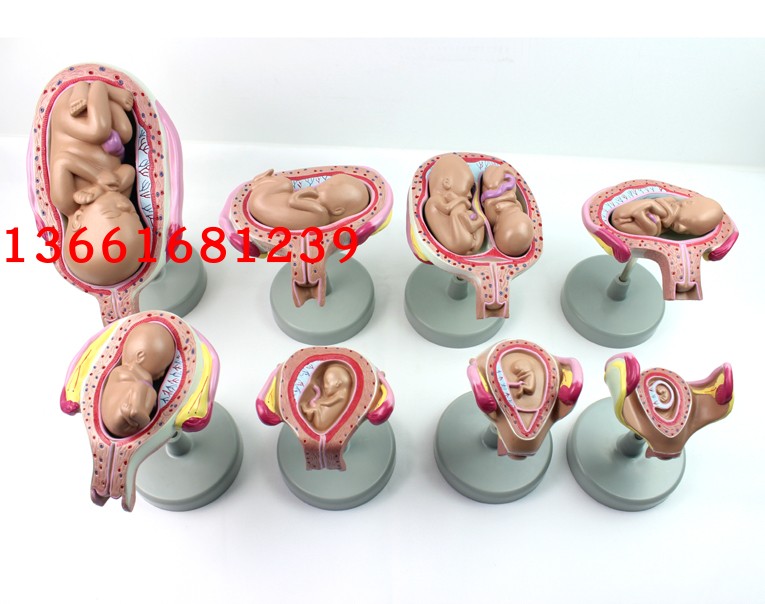 高级妊娠胚胎发育过程模型 妊娠发育过程模型 胚胎计划生育模型