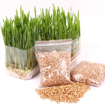 15 packs of pollution-free wheat cat grass seed soil hydroponic 30g pack of hairy snacks