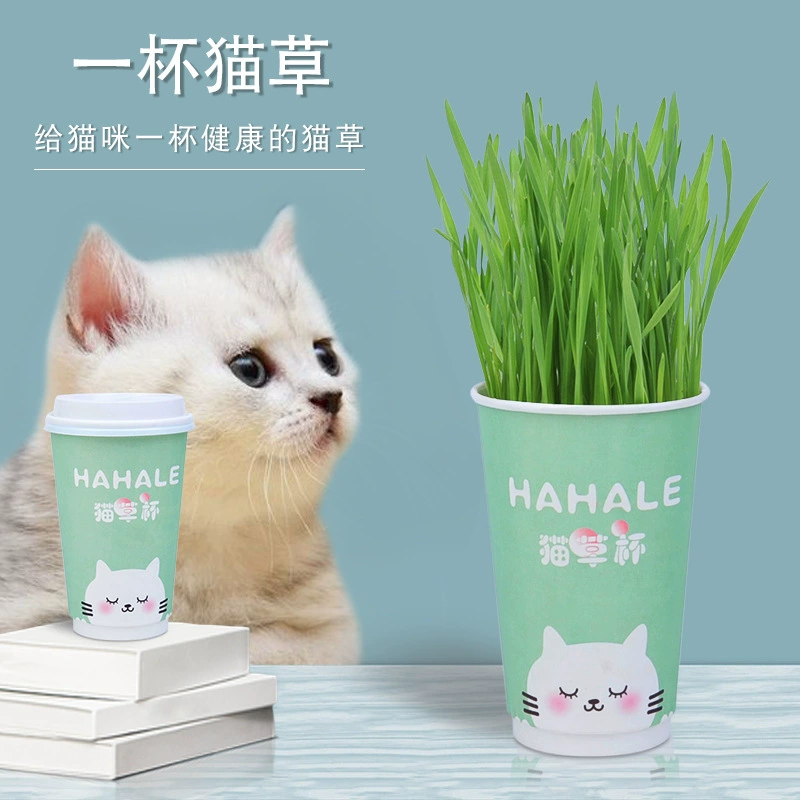 Hanhanle đất không cỏ mèo tiêu hóa thú cưng mèo ăn nhẹ mèo hữu cơ cỏ đặt mèo cỏ cốc - Đồ ăn nhẹ cho mèo