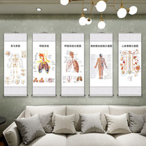 Human body internal organ structure anatomy muscle distribution spine skeleton blood vessel diagram hospital medical promotion wall chart