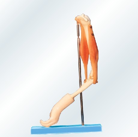 肘关节与肌肉示教模型A11210