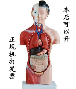 42CM女性躯干模型13件 人体医学解剖模型 内脏模型 特价促销