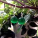 Зеленый 12м кошачий глаз камень