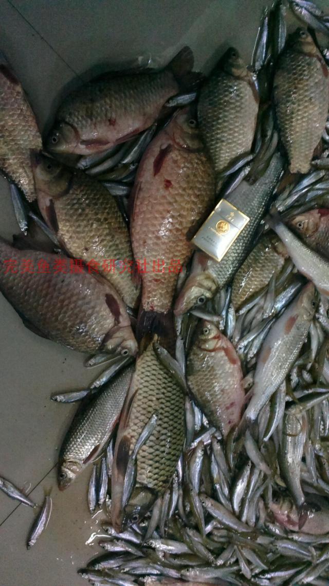 完美鱼饵丁香油_丁香油 台钓野钓传统钓小药